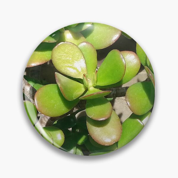 Item preview, Oak Park Conservatory Plant Photograph designed and sold by Shannon Greve.