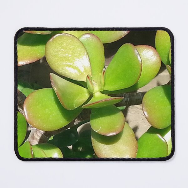 Item preview, Oak Park Conservatory Plant Photograph designed and sold by Shannon Greve.