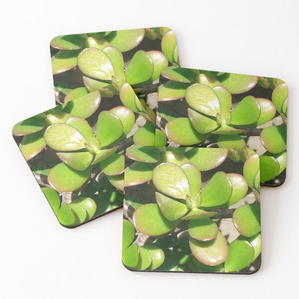Item preview, Oak Park Conservatory Plant Photograph designed and sold by Shannon Greve.