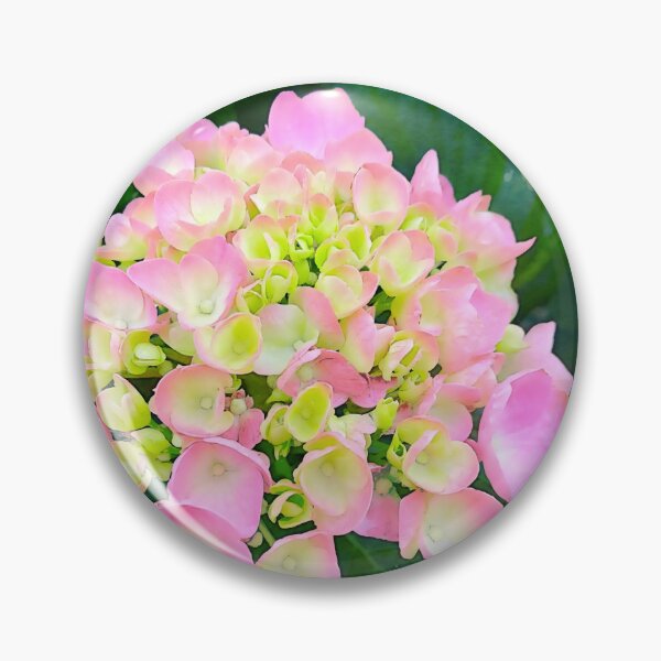 Item preview, Pink Hydrangea Photograph designed and sold by Shannon Greve.