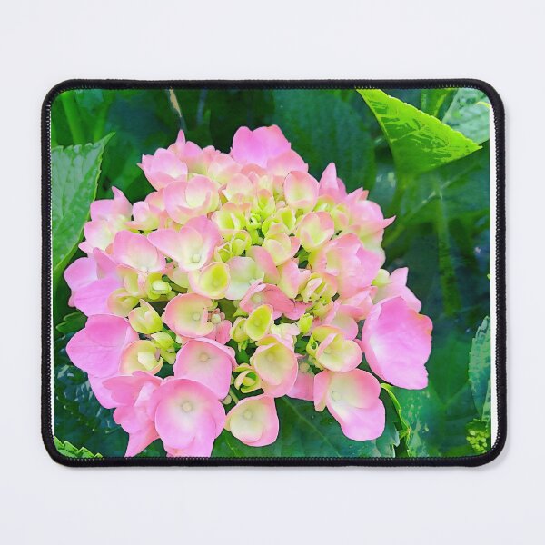 Item preview, Pink Hydrangea Photograph designed and sold by Shannon Greve.