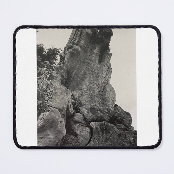 Item preview, Tree Photograph designed and sold by Shannon Greve.