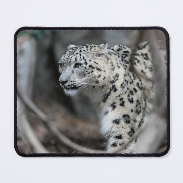 Item preview, Snow Leopard Walking Though The Undergrowth designed and sold by blindphotog.
