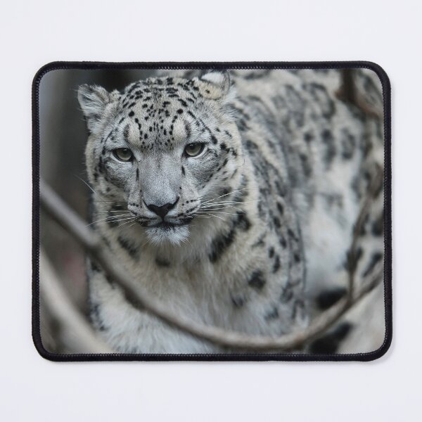 Item preview, Snow Leopard Walking Though The Undergrowth designed and sold by blindphotog.
