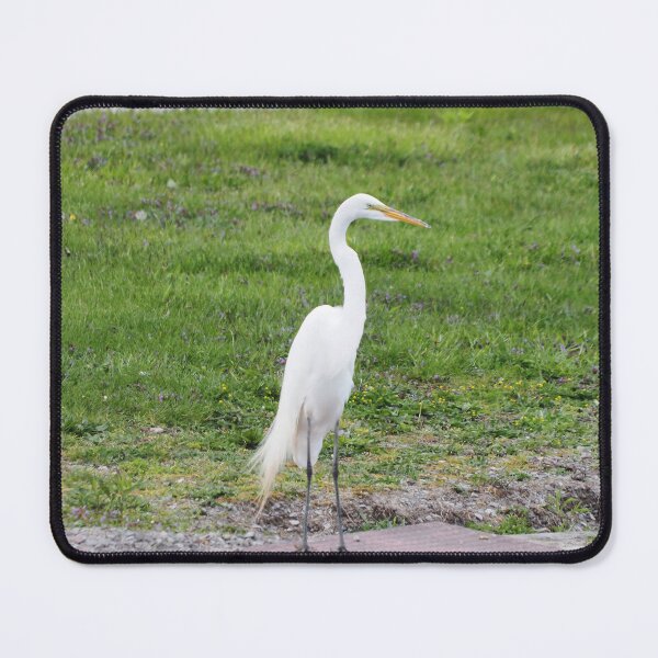 Item preview, Great Egret Standing Tall designed and sold by BackyardBirder.