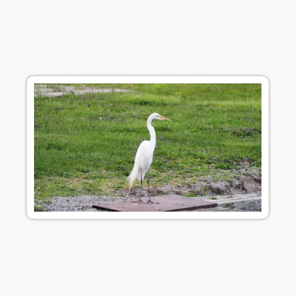 Item preview, Great Egret Standing Tall designed and sold by BackyardBirder.