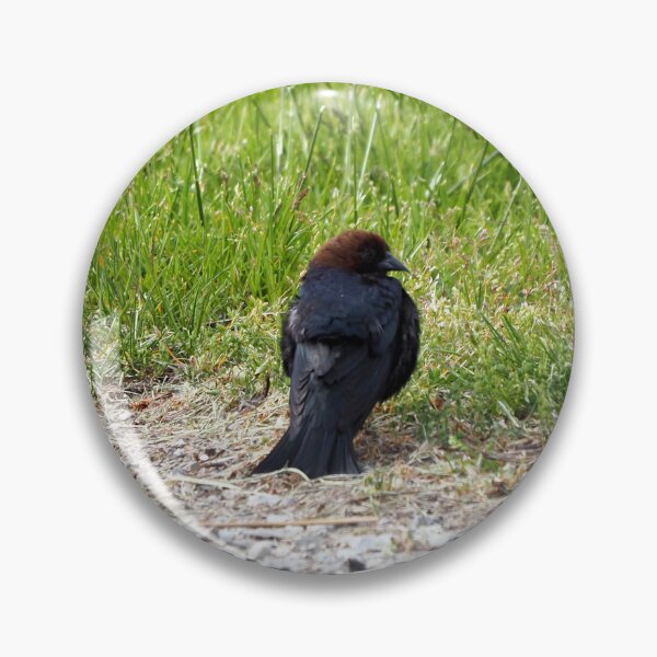 Item preview, Brown-headed Cowbird Resting On The Ground designed and sold by BackyardBirder.