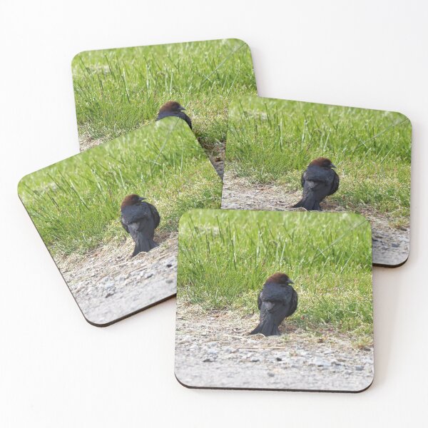Item preview, Brown-headed Cowbird Resting On The Ground designed and sold by BackyardBirder.