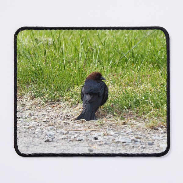 Item preview, Brown-headed Cowbird Resting On The Ground designed and sold by BackyardBirder.