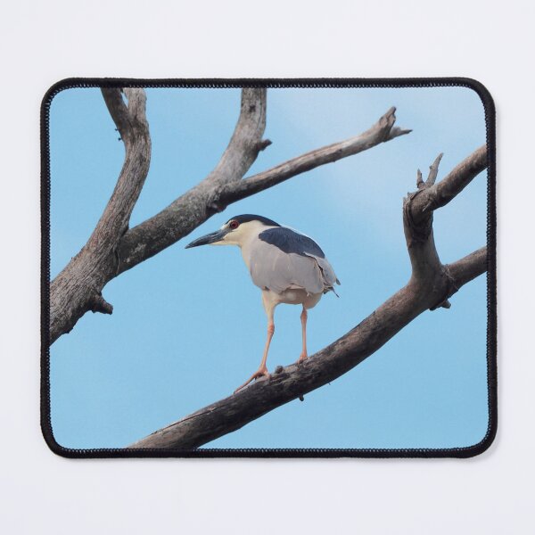 Item preview, Black-crowned Night Heron Perched In a Tree designed and sold by BackyardBirder.