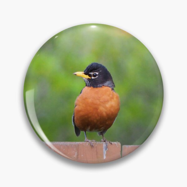 Aperçu de l'œuvre Merle d'Amérique perché sur une clôture créée et vendue par BackyardBirder.