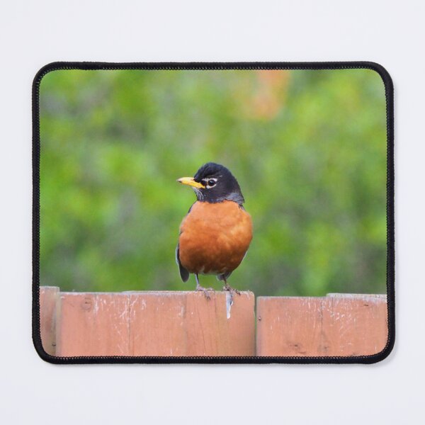 Item preview, American Robin Perched On a Fence designed and sold by BackyardBirder.
