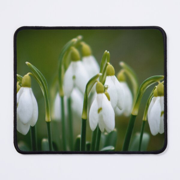 Item preview, Spring flowers1 designed and sold by YarekPhoto.