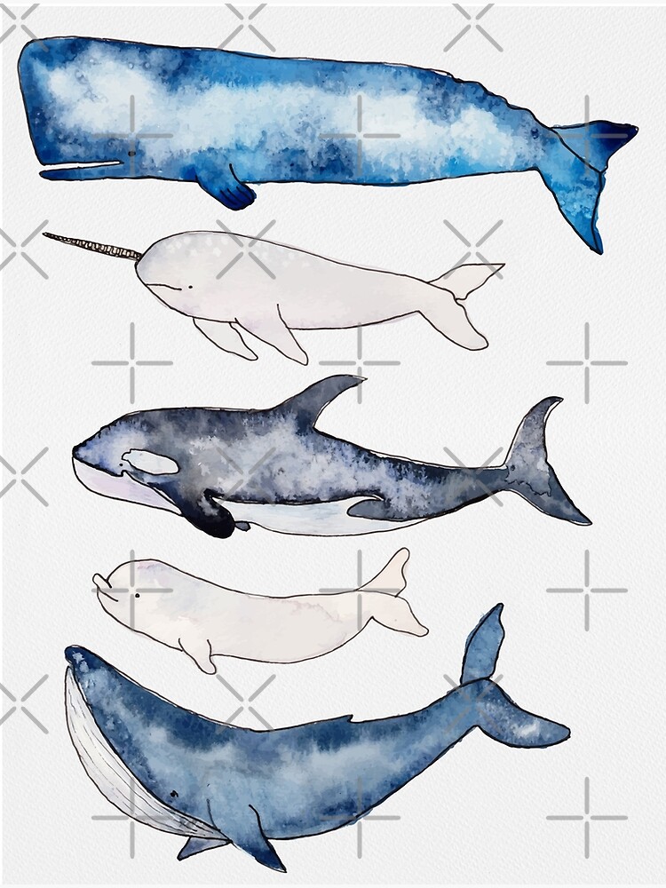 Watercolor Whales by Harpleydesign