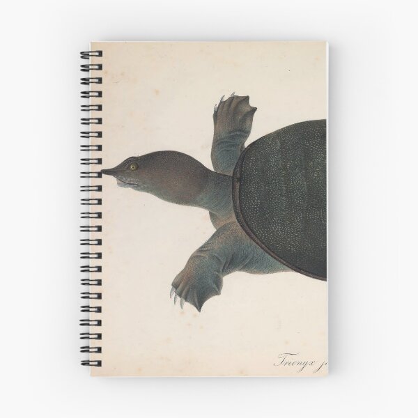 Item preview, Vintage Turtle Scientific Illustration designed and sold by InnerCitadel.