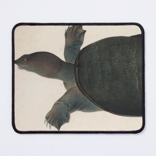 Item preview, Vintage Turtle Scientific Illustration designed and sold by InnerCitadel.