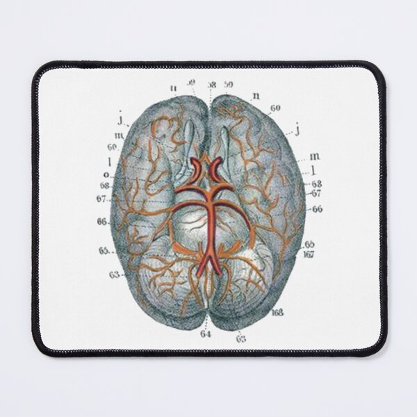Item preview, Vintage Human Brain Anatomy Illustration in Color designed and sold by HawthorneFlame.