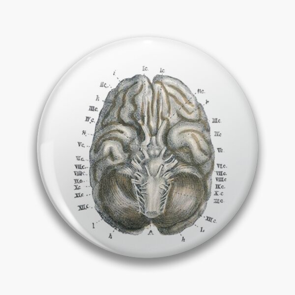 Item preview, Vintage Human Brain Anatomy Illustration 2 designed and sold by HawthorneFlame.