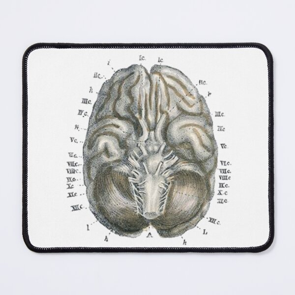 Item preview, Vintage Human Brain Anatomy Illustration 2 designed and sold by HawthorneFlame.
