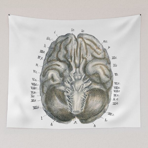 Item preview, Vintage Human Brain Anatomy Illustration 2 designed and sold by HawthorneFlame.