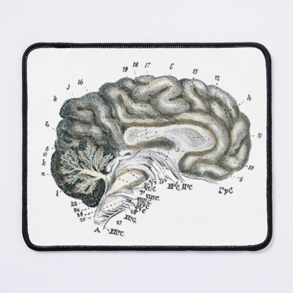 Item preview, Vintage Human Brain Anatomy Illustration 3 designed and sold by HawthorneFlame.
