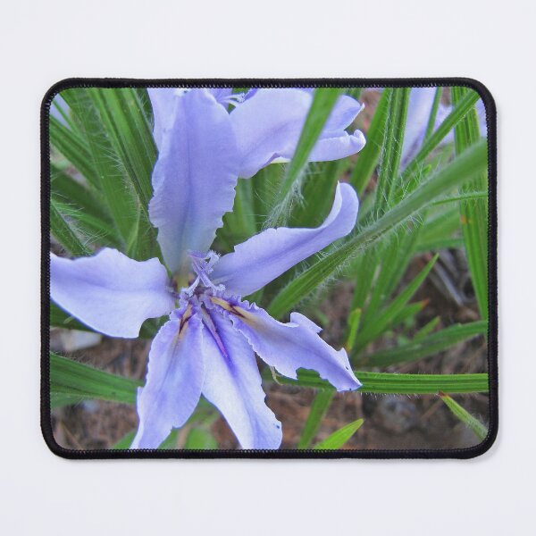 Item preview, Big blue Babiana cedarbergensis designed and sold by BiodiversityRocks.