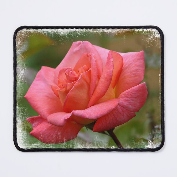 Item preview, The Rose designed and sold by maureen bracewell.