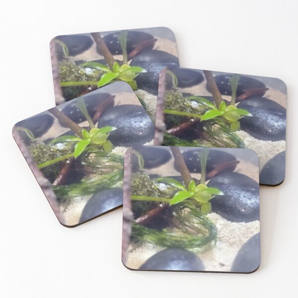 Item preview, Terrarium Plant designed and sold by Spaghetti13.