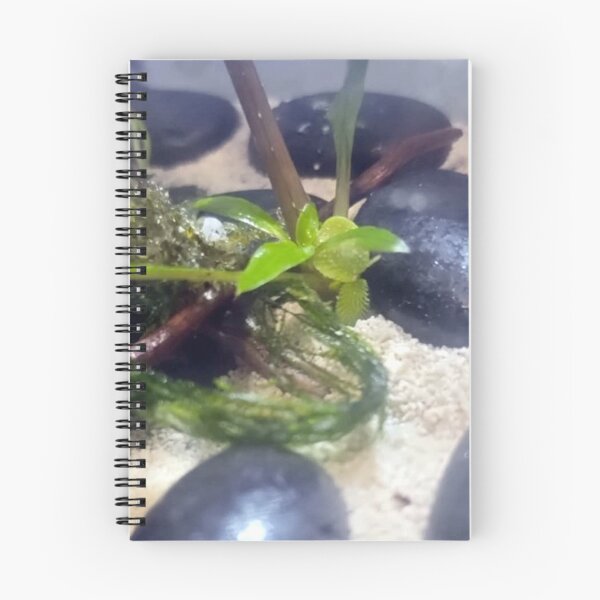 Item preview, Planta de terrario designed and sold by Spaghetti13.