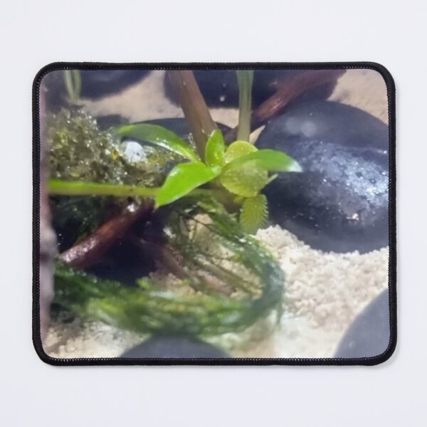 Item preview, Terrarium Plant designed and sold by Spaghetti13.
