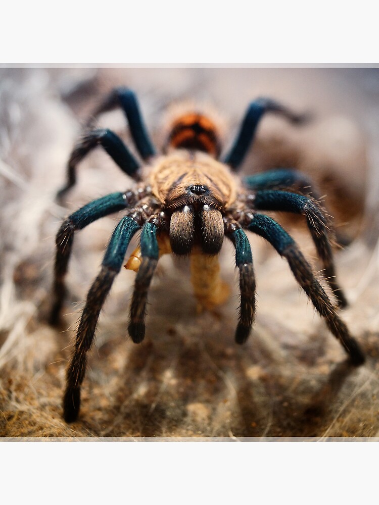 Thumbnail 3 of 3, Pin, At The Spider's Dinner designed and sold by antykreator.