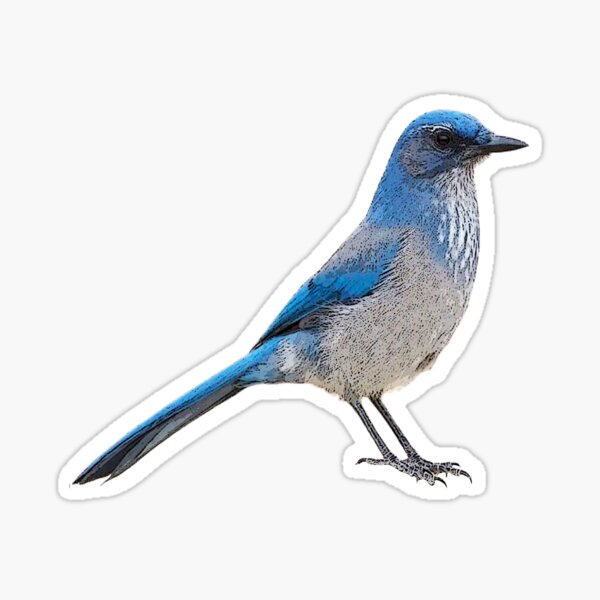 Item preview, Woodhouse’s Scrub-Jay Color Design  designed and sold by designsasstultd.