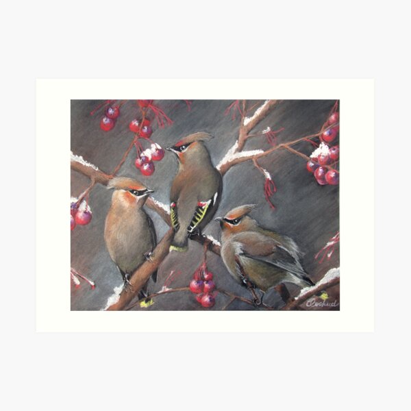 Cedar waxwings Art Print