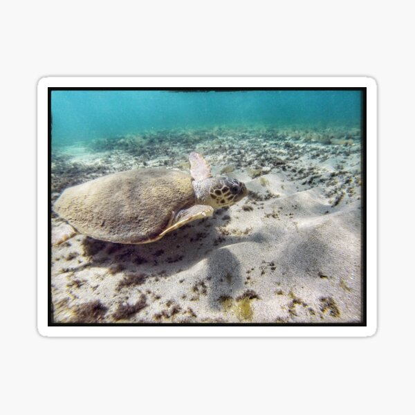 Turtle Parpar Sticker