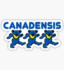Canadensis Bears Sticker