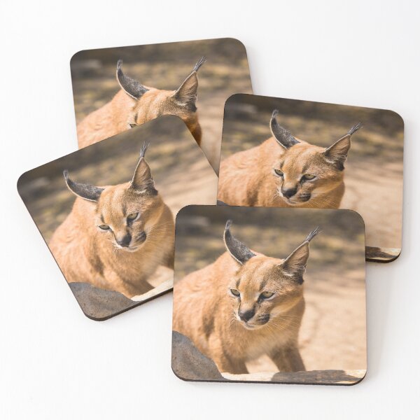 Item preview, Caracal or Lynx in Namibia designed and sold by Images by Chris de Blank.