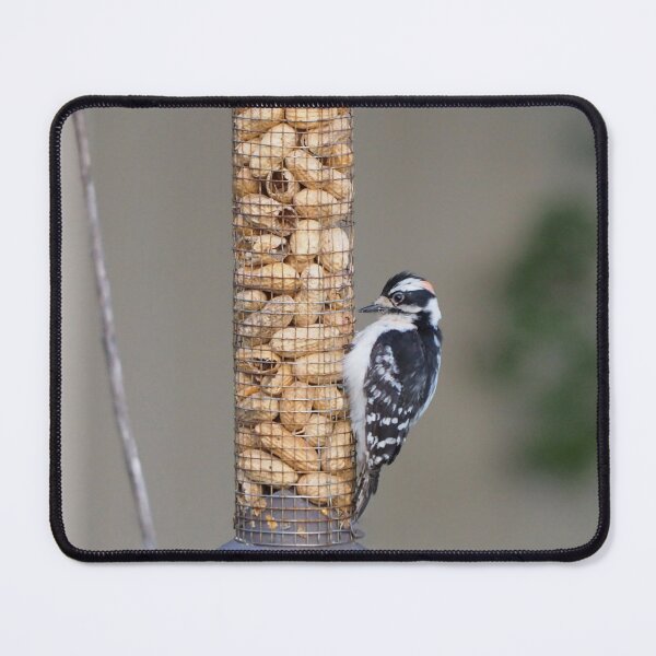 Item preview, Male Downy Woodpecker Pecking at Peanut Shells designed and sold by BackyardBirder.