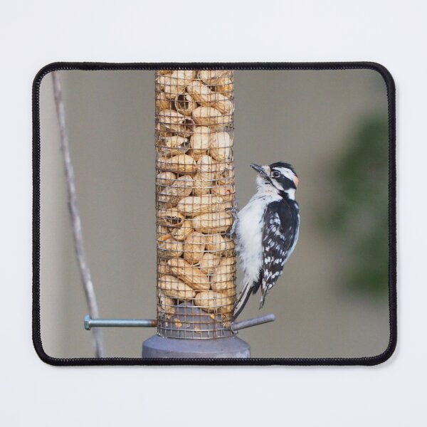 Item preview, Male Downy Woodpecker Staring at Peanut Shells designed and sold by BackyardBirder.