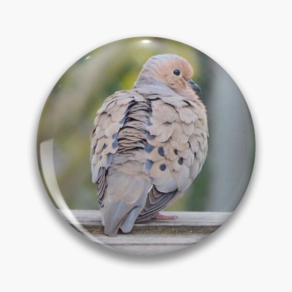 Item preview, Dove Staring at The Camera designed and sold by BackyardBirder.