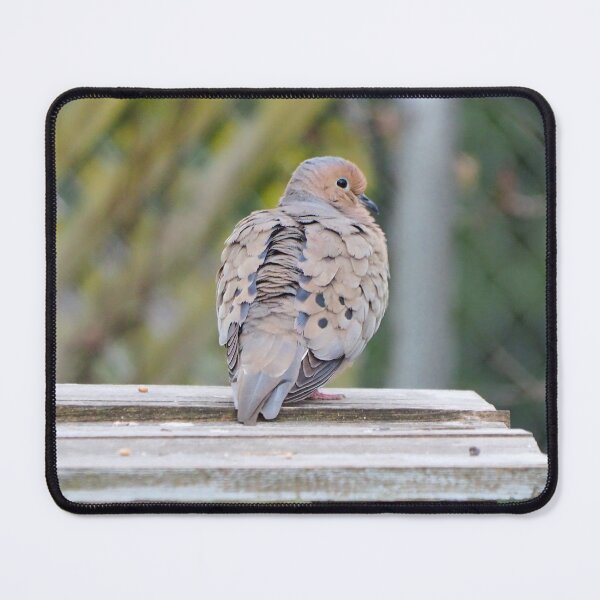 Item preview, Dove Staring at The Camera designed and sold by BackyardBirder.