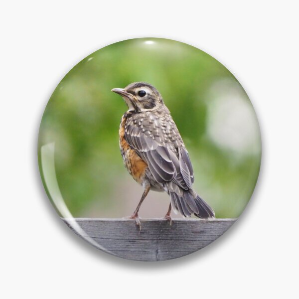 Item preview, Juvenile American Robin designed and sold by BackyardBirder.