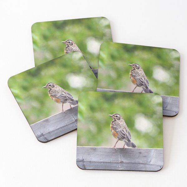 Item preview, Juvenile American Robin designed and sold by BackyardBirder.