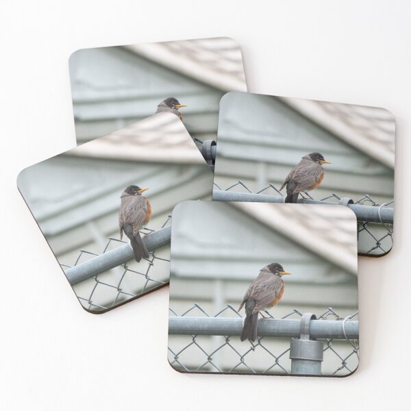 Item preview, American Robin Perched On a Chain Fence designed and sold by BackyardBirder.