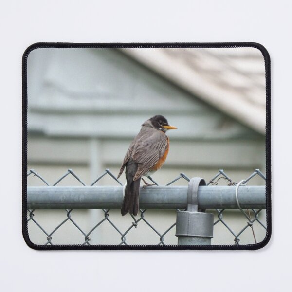 Item preview, American Robin Perched On a Chain Fence designed and sold by BackyardBirder.