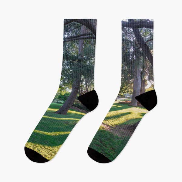 Item preview, Sunlight through the Trees at Laurel Bank Park, Toowoomba.  designed and sold by RussJenkins.
