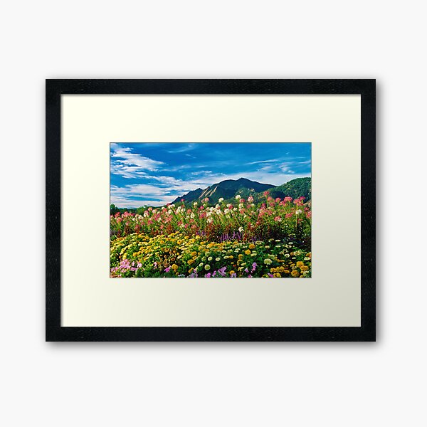 Flatirons And Flowers Framed Art Print