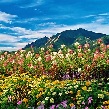 Artwork thumbnail, Flatirons And Flowers by Gregory J Summers