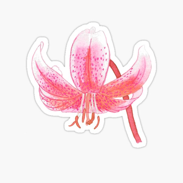 Lily Sticker