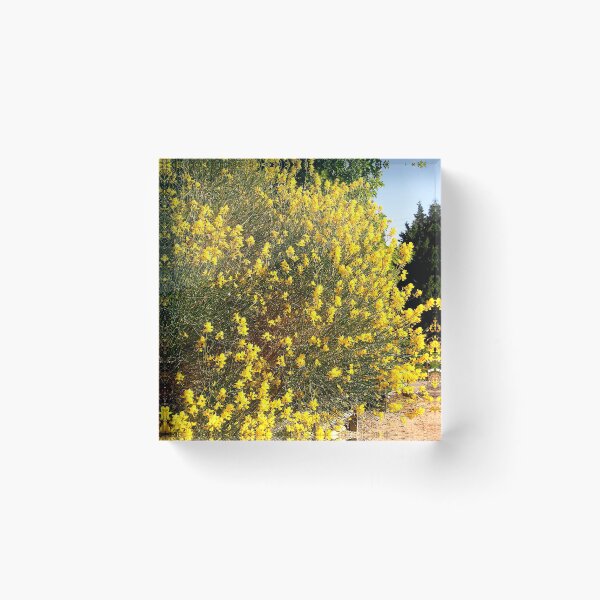 Item preview, Forsythia designed and sold by Shulie1.