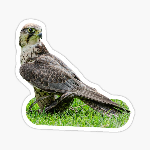 Item preview, The Falcon and the Lure designed and sold by OwlOccasions.